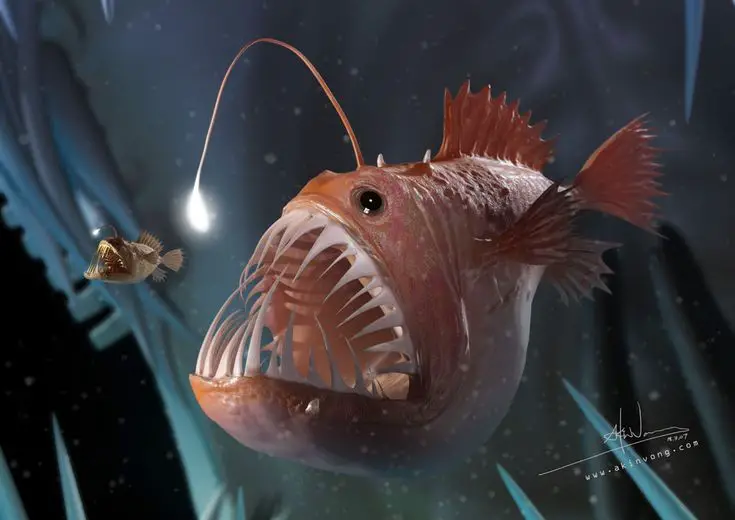 angler-fish