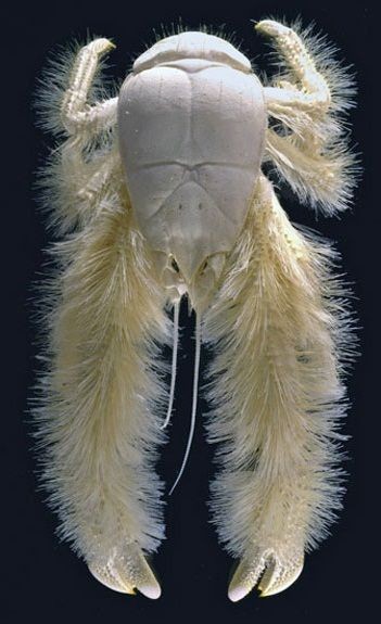 Yeti Crab