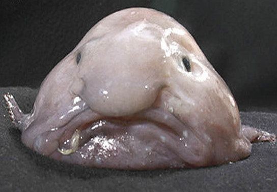 blobfish