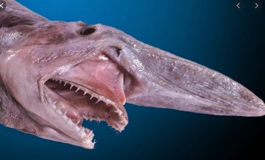 Goblin Shark