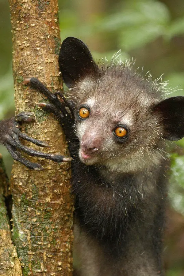 Aye-Aye 