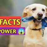 fun facts about fun