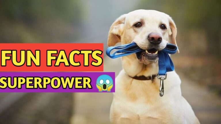 fun facts about fun