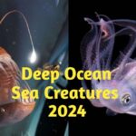 Deep sea ocean creatures 2024