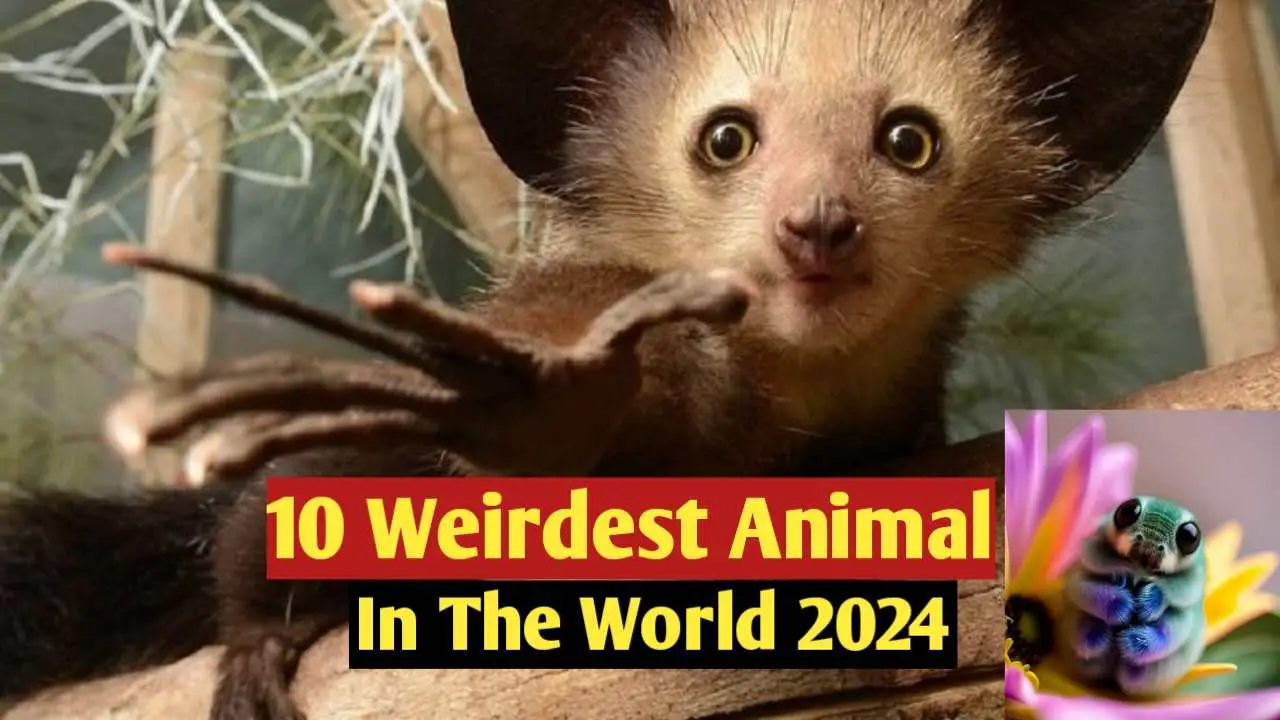 10 Weirdest Animal In world Scary Animals In the World