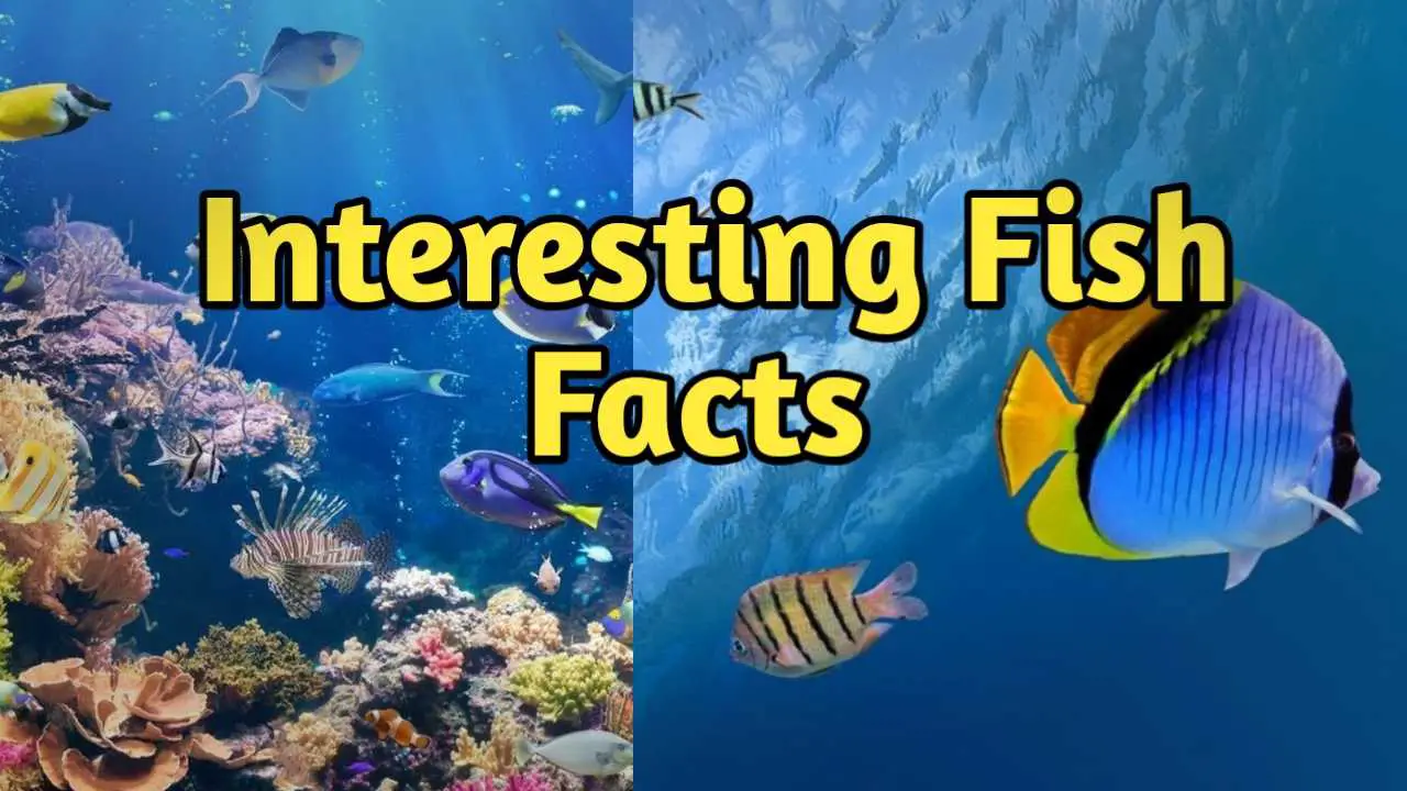 Fish Facts 2024 Interesting Fun Fish Facts factkid.live