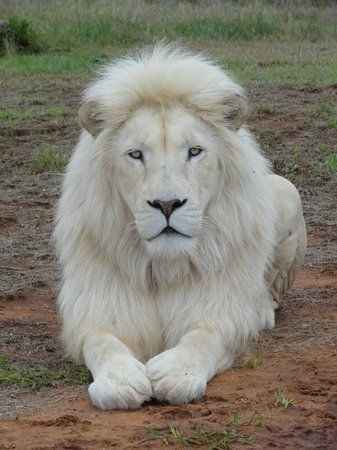 white lion