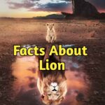 100 facts about lion