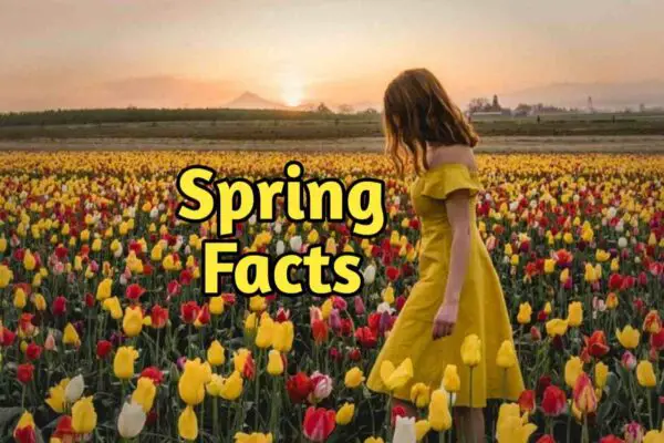 Unusual Facts About Spring 2024