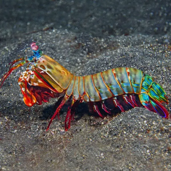 The Mantis Shrimp