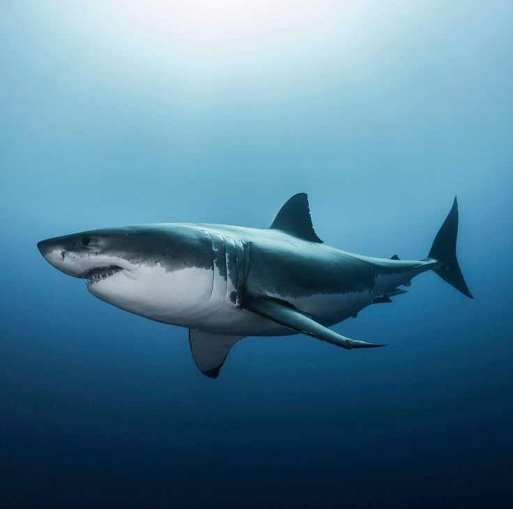 Facts On Great White Sharks 2024