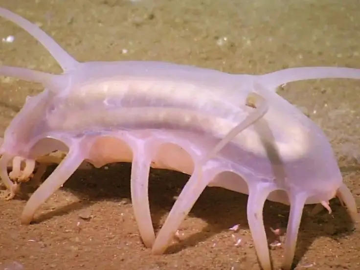 Sea Pig