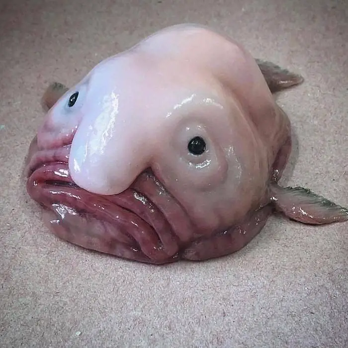 Blobfish 