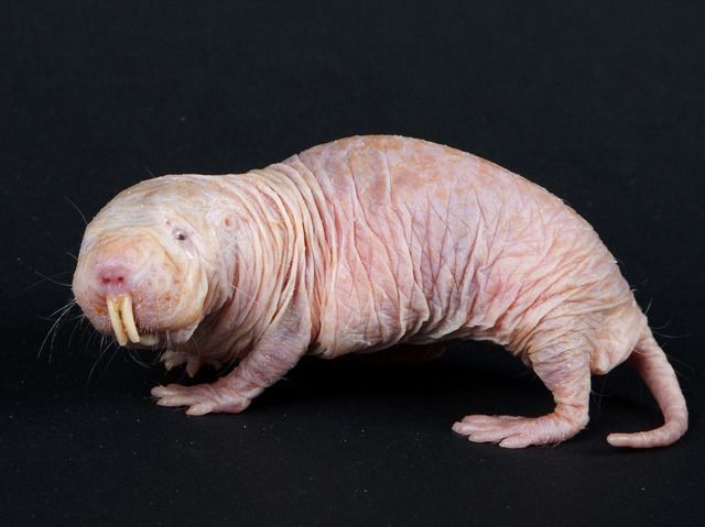 Naked Mole Ra