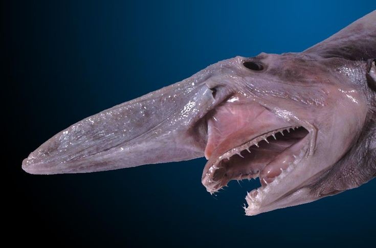 Goblin Shark