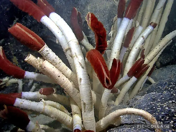 tube worm