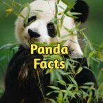 100 panda facts