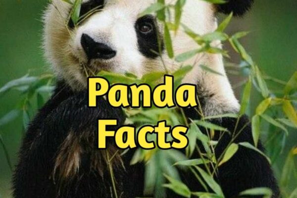 100 panda facts