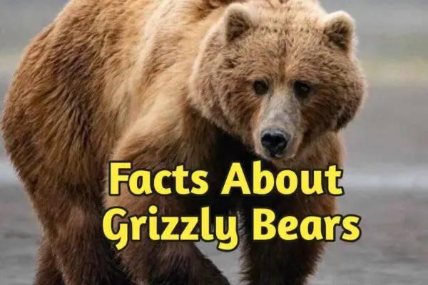 20 fun FACTS girzzly bears