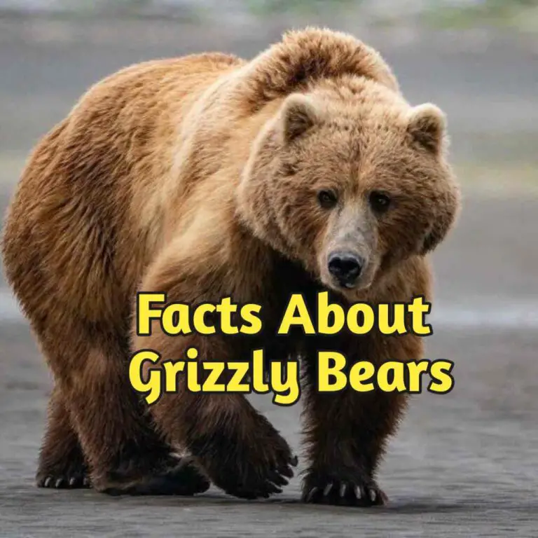 20 fun FACTS girzzly bears