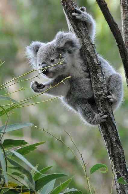 In which parts of Australia do koalas live