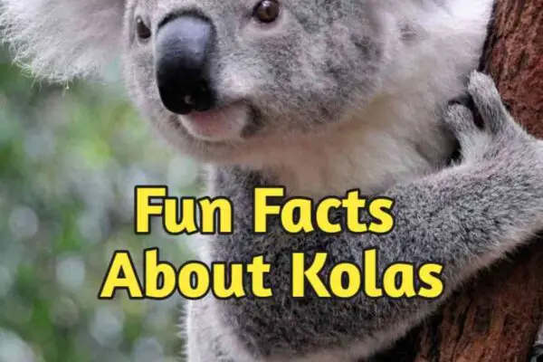 10 Interesting Facts About Koalas