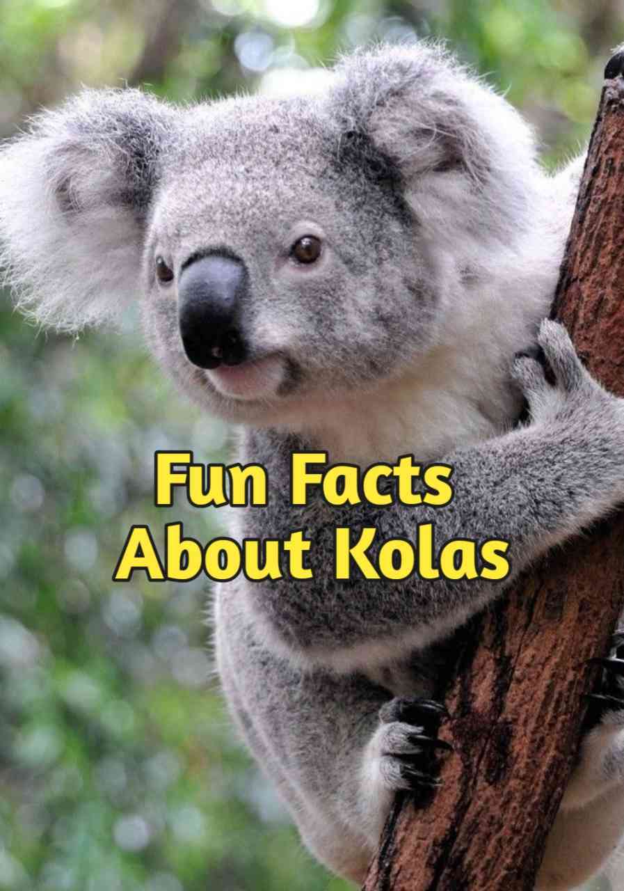 10 Interesting Facts About Koalas