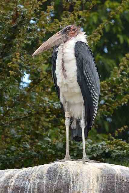 Marabou Stork