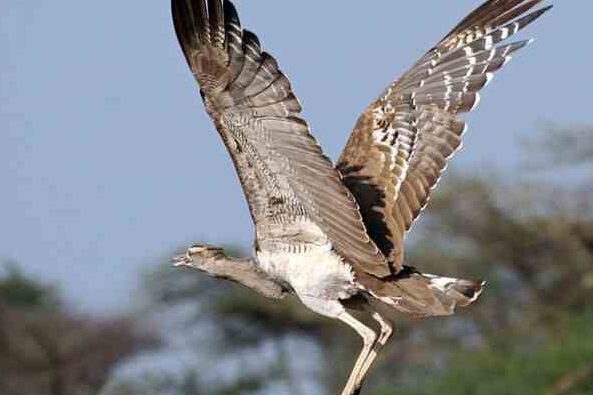 Kori Bustard