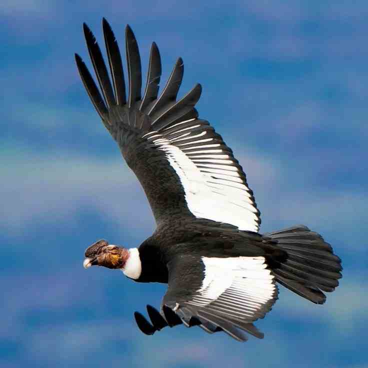 Andean Condor