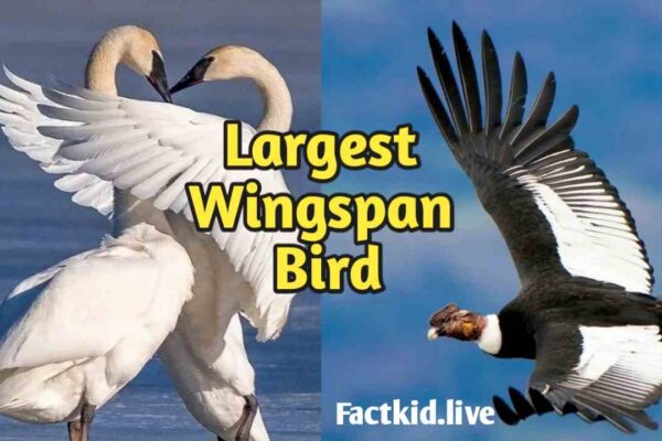 Largest Wingspan Bird