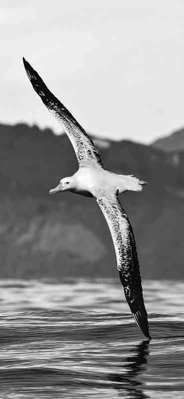 Wandering Albatross