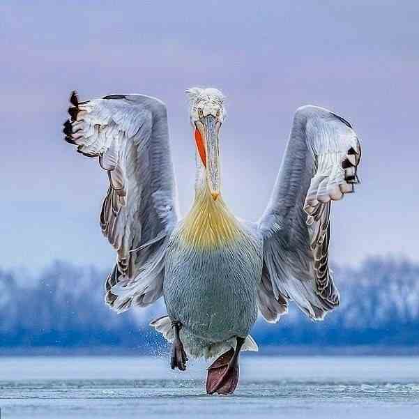 Dalmatian Pelican