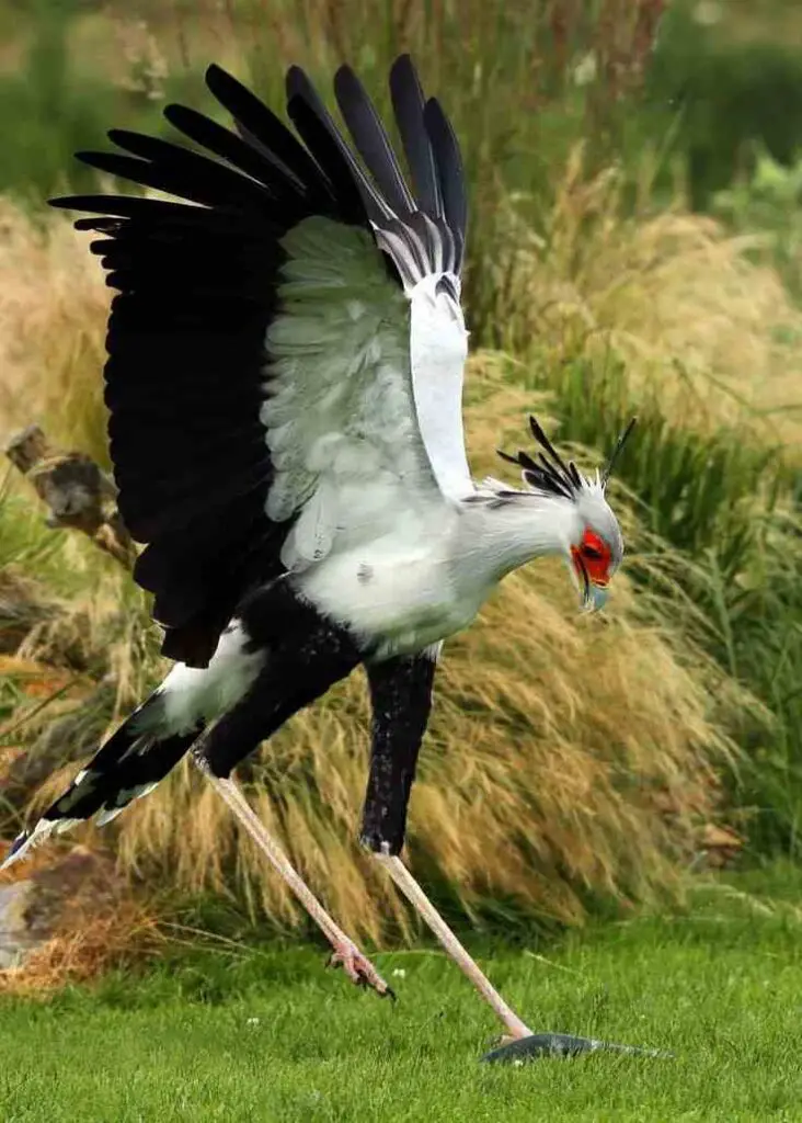 Secretarybird