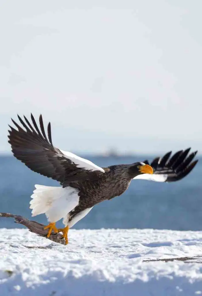 Steller’s Sea Eagle