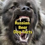 Russian Bear Hound