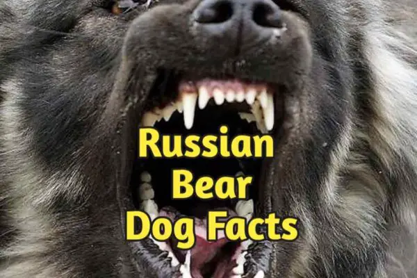 Russian Bear Hound