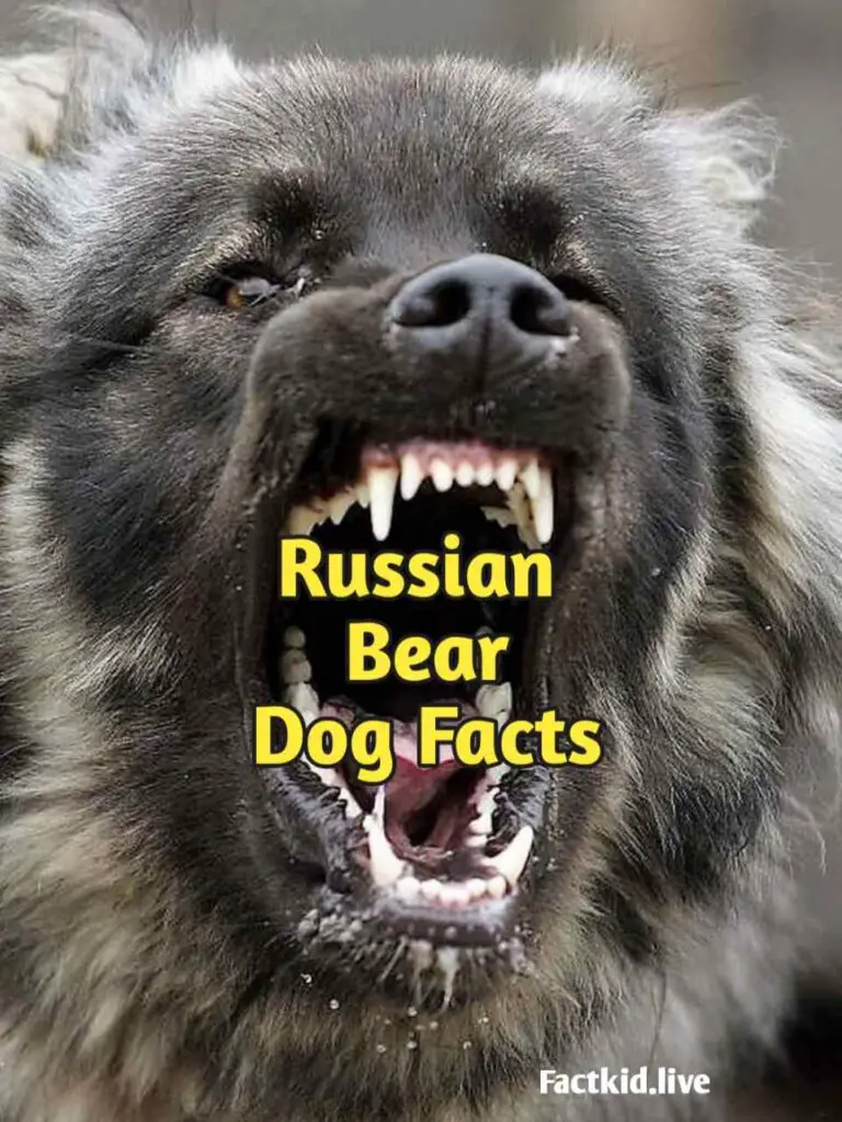 Russian Bear Hound