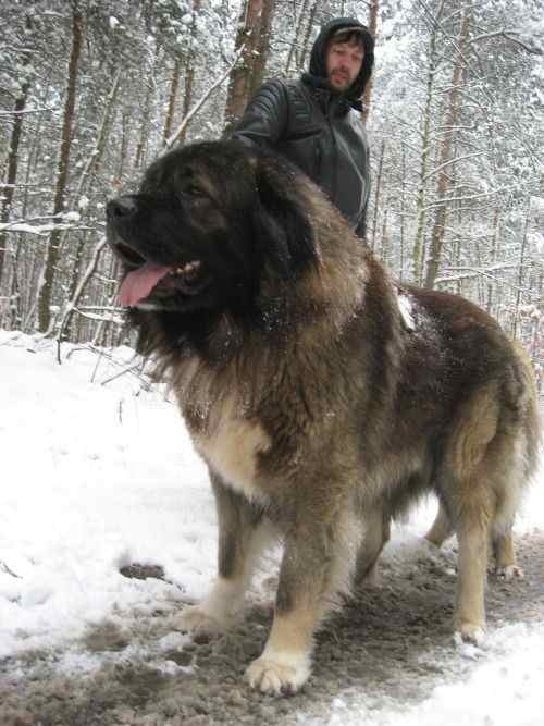 Russian Bear Hound