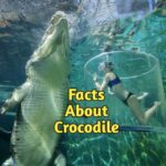 Facts About Crocodile