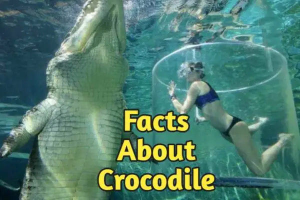 Facts About Crocodile