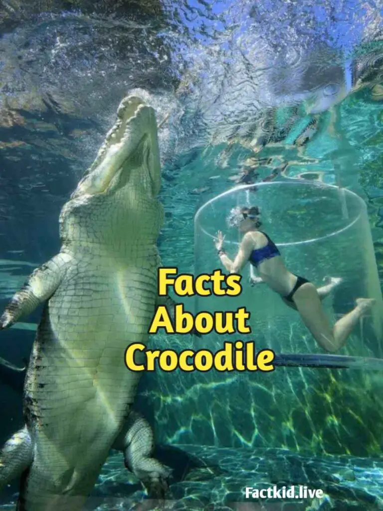 Facts About Crocodile