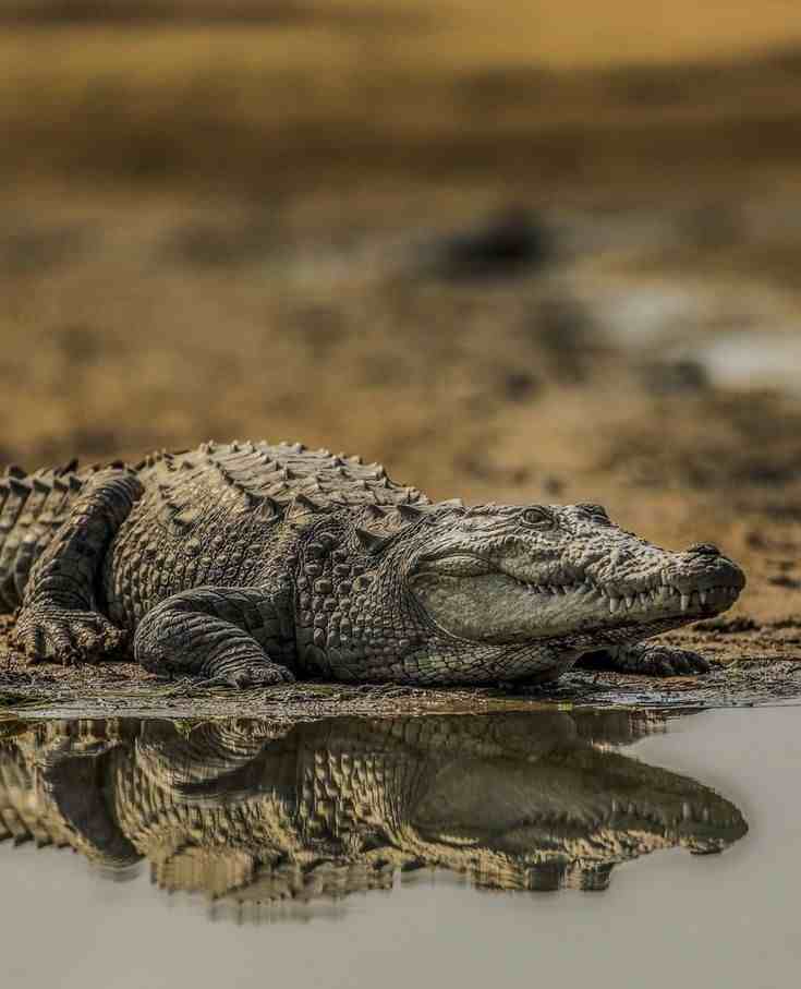 Facts About Crocodile kids