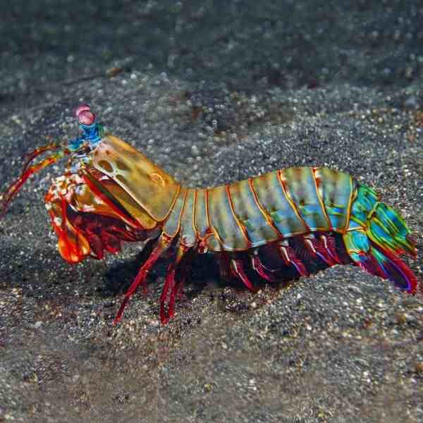 What exactly are mantis shrimp?