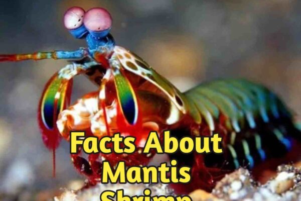 Shrimp Mantis Facts