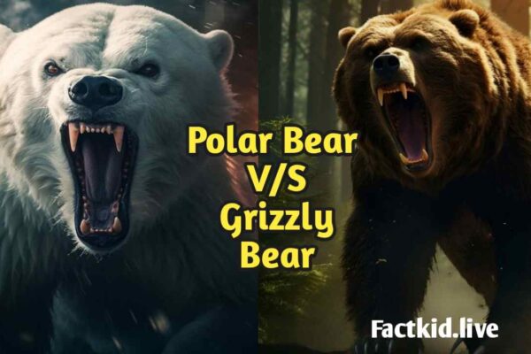 Polar Bear And Grizzly Bear