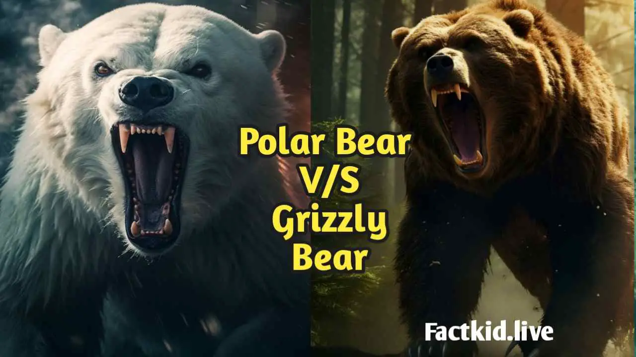 Polar Bear And Grizzly Bear