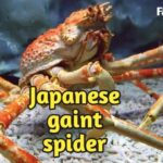 Japanese Spider Crab