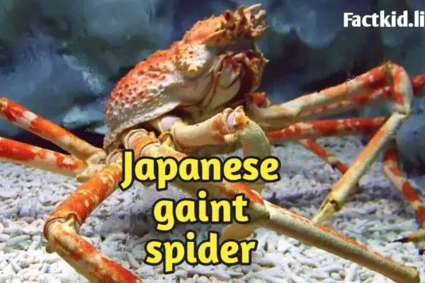 Japanese Spider Crab