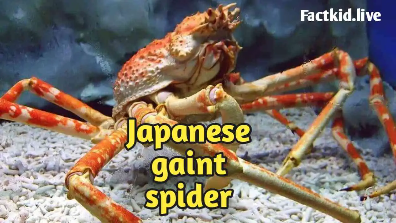 Japanese Spider Crab